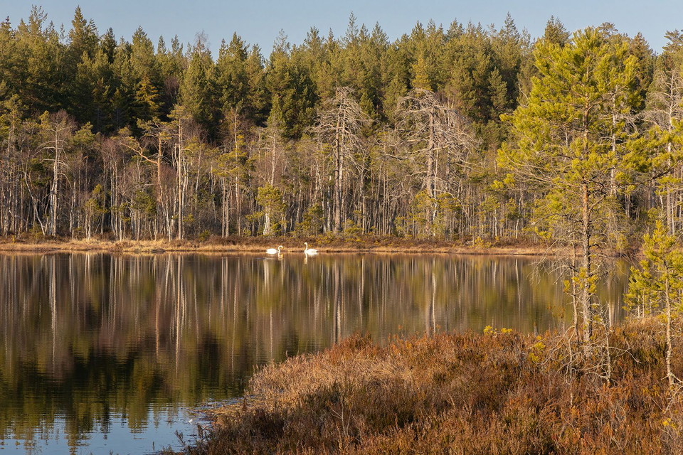 Svanar simmandes i Bymossegöl.