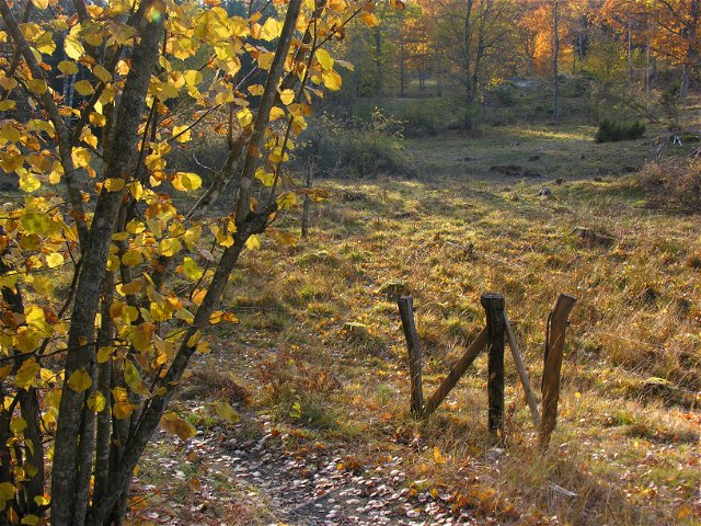 Gladöskogens naturreservat - vandra i kuperad gammelskog via gröna spåret