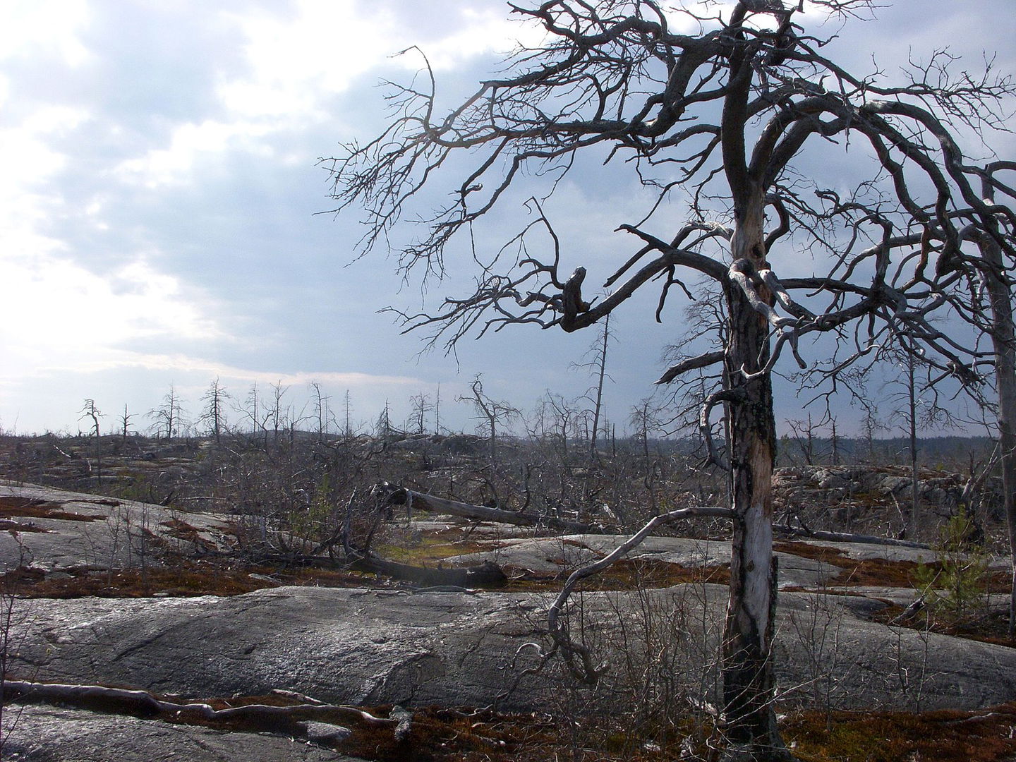 Skogsbranden i Tyresta nationalpark år 1999, förstörde cirka 10 procent av nationalparkens sammanlagda markyta. 