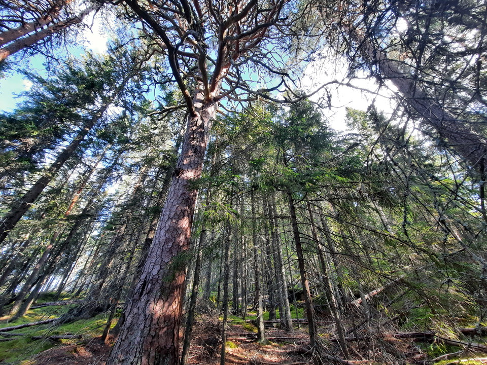 Gammeltallen är riktigt ståtlig och värd ett besök för sig