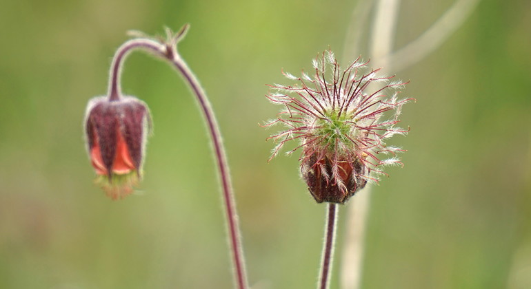 Humleblomster.