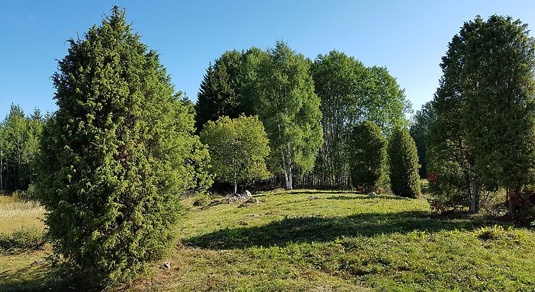 Nyslåttrad äng i Grinduga naturreservat.