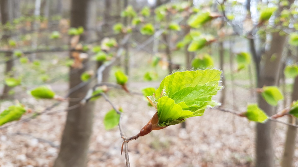 Bokens lövsprickning i Kappsta. Foto Lidingö stad