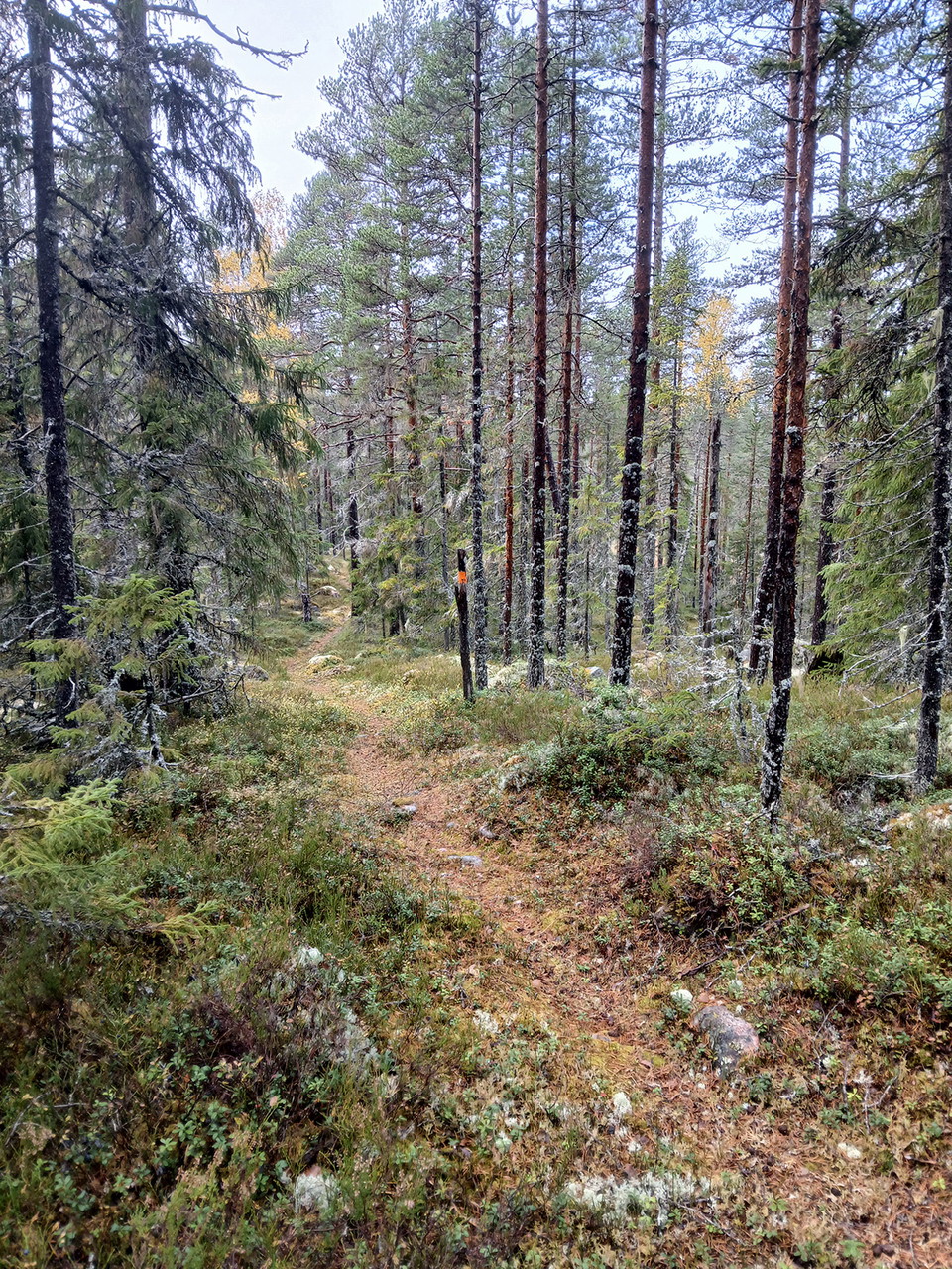 Fuktigt och lavarna framträder