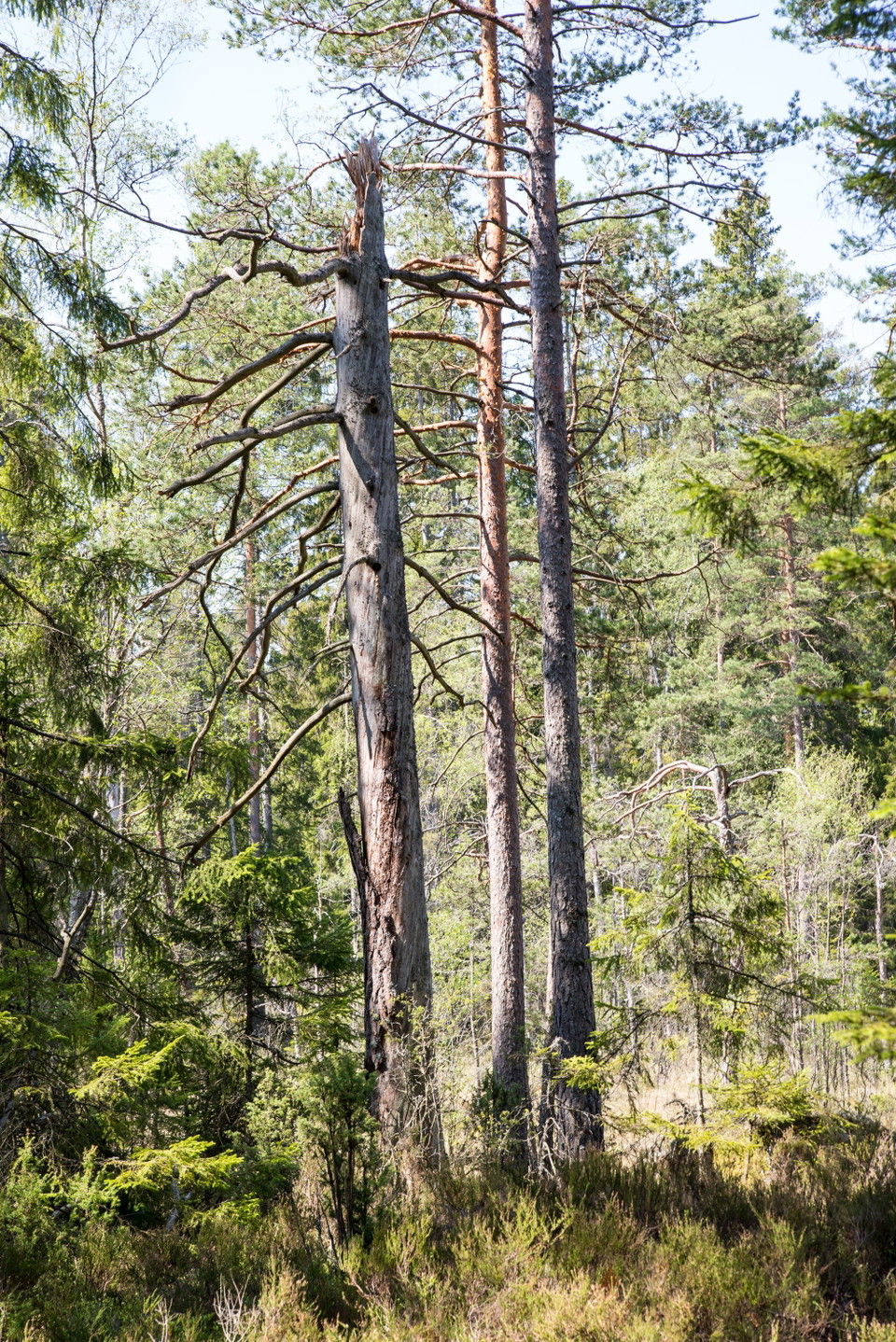 Fotograf: Tobias Ivarsson