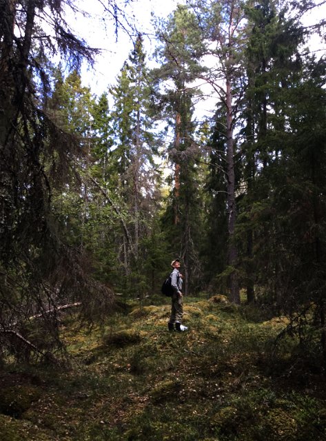Bland stora träd i Tullviksbäckens naturreservat. 