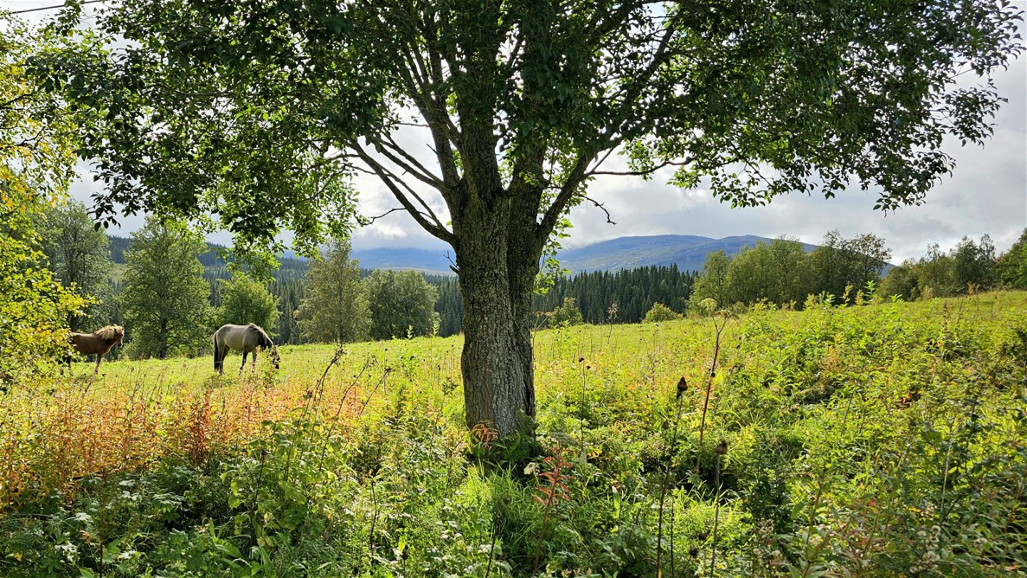 En grön äng med två hästar som betar. I förgrunden ser du en björk och i fjärran ser du Åreskutan
