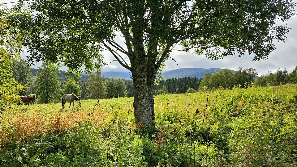 En grön äng med två hästar som betar. I förgrunden ser du en björk och i fjärran ser du Åreskutan