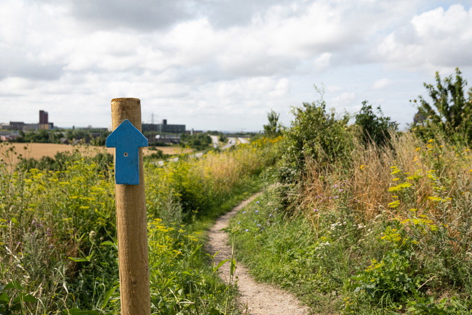 blå pil på en stolpe visar vägen på mountainbikespår