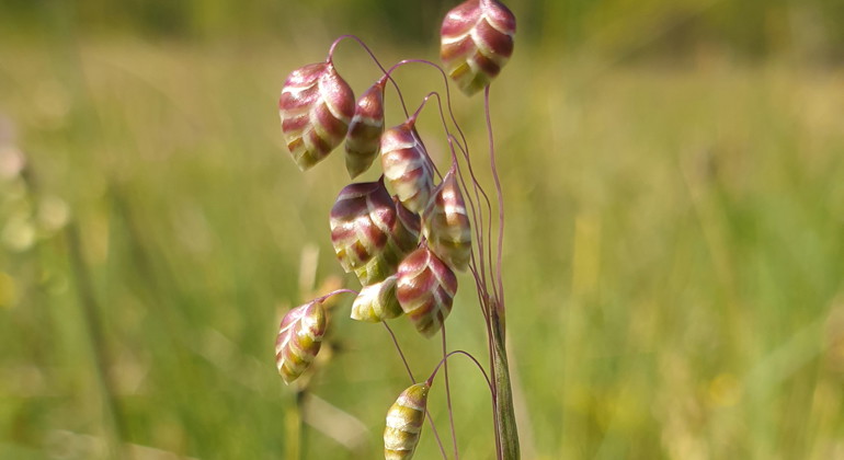 Darrgräs.