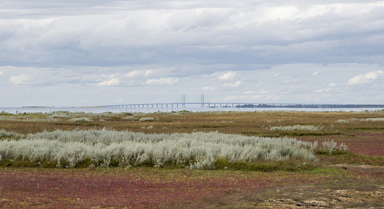 Från Vellinge ängar har man utsikt mot Öresundsbron.