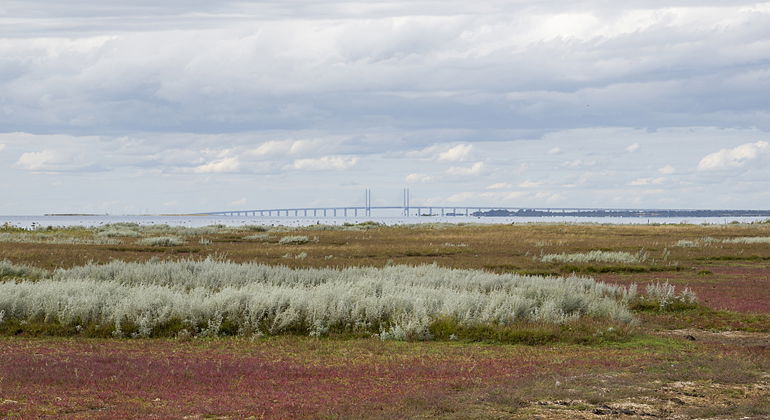 Från Vellinge ängar har man utsikt mot Öresundsbron.