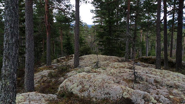 Naturreservat Tutterskulle 