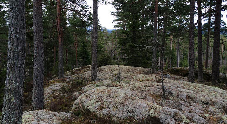 Tutterskulle, Naturreservat