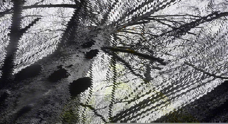 En bild underifrån på stam med trädkrona