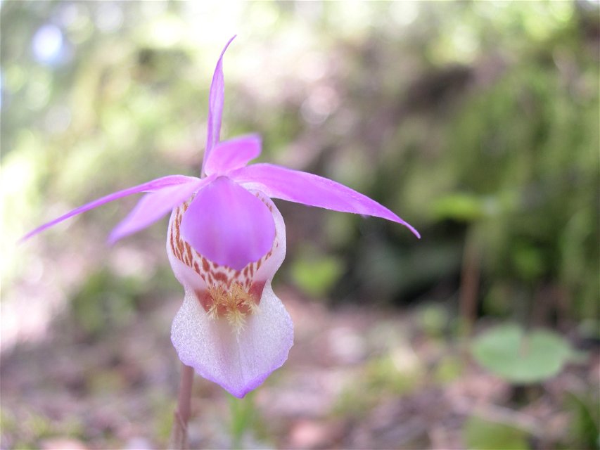 Norna, en annan orkidé som finns i reservatet.