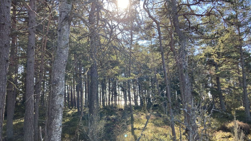 Varierad natur på Dyröns naturreservat