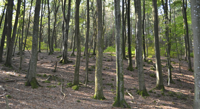 smala trädstammar i reservat