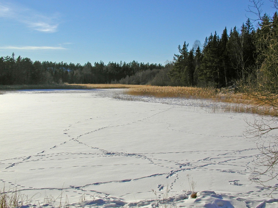 Spår på isen