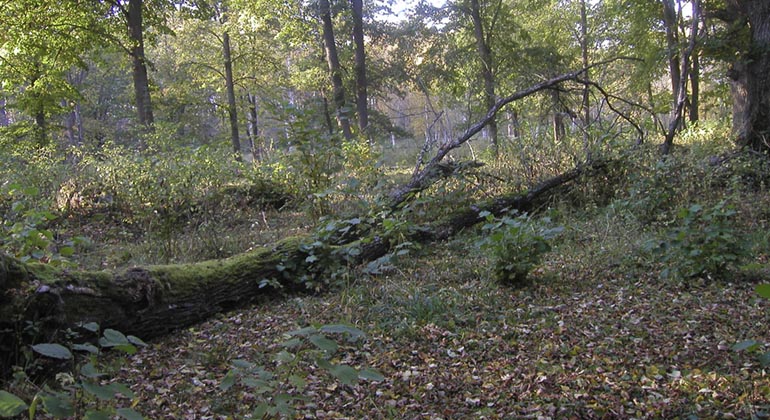 Sörön.