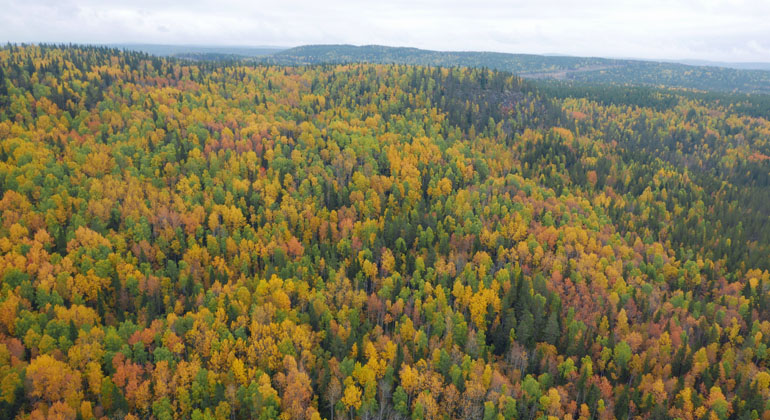Flygbild över Brassberget i höstfärger.