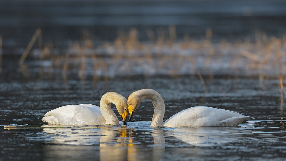 Sångsvans par i Ekholmsnässjön. Foto Eddie Granlund