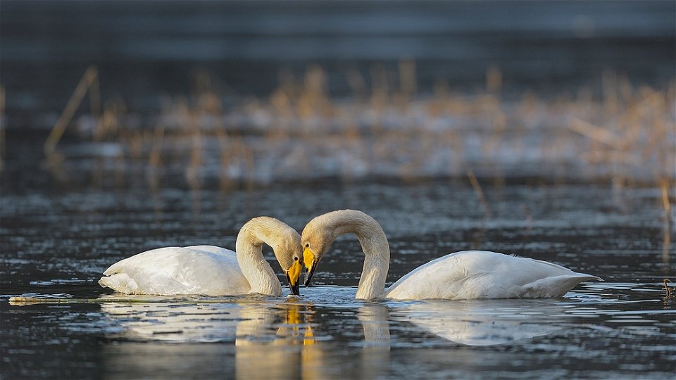 Sångsvans par i Ekholmsnässjön. Foto Eddie Granlund