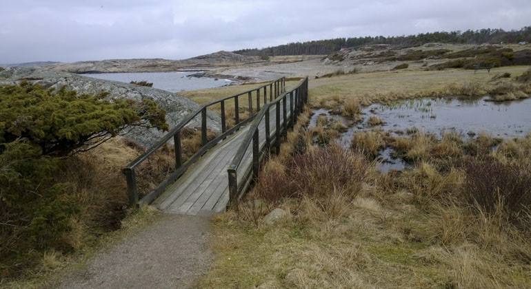 träbro över vatten