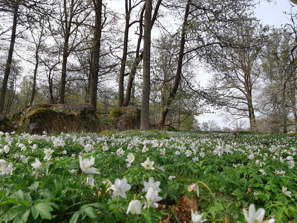 Vitsippor i maj månad
