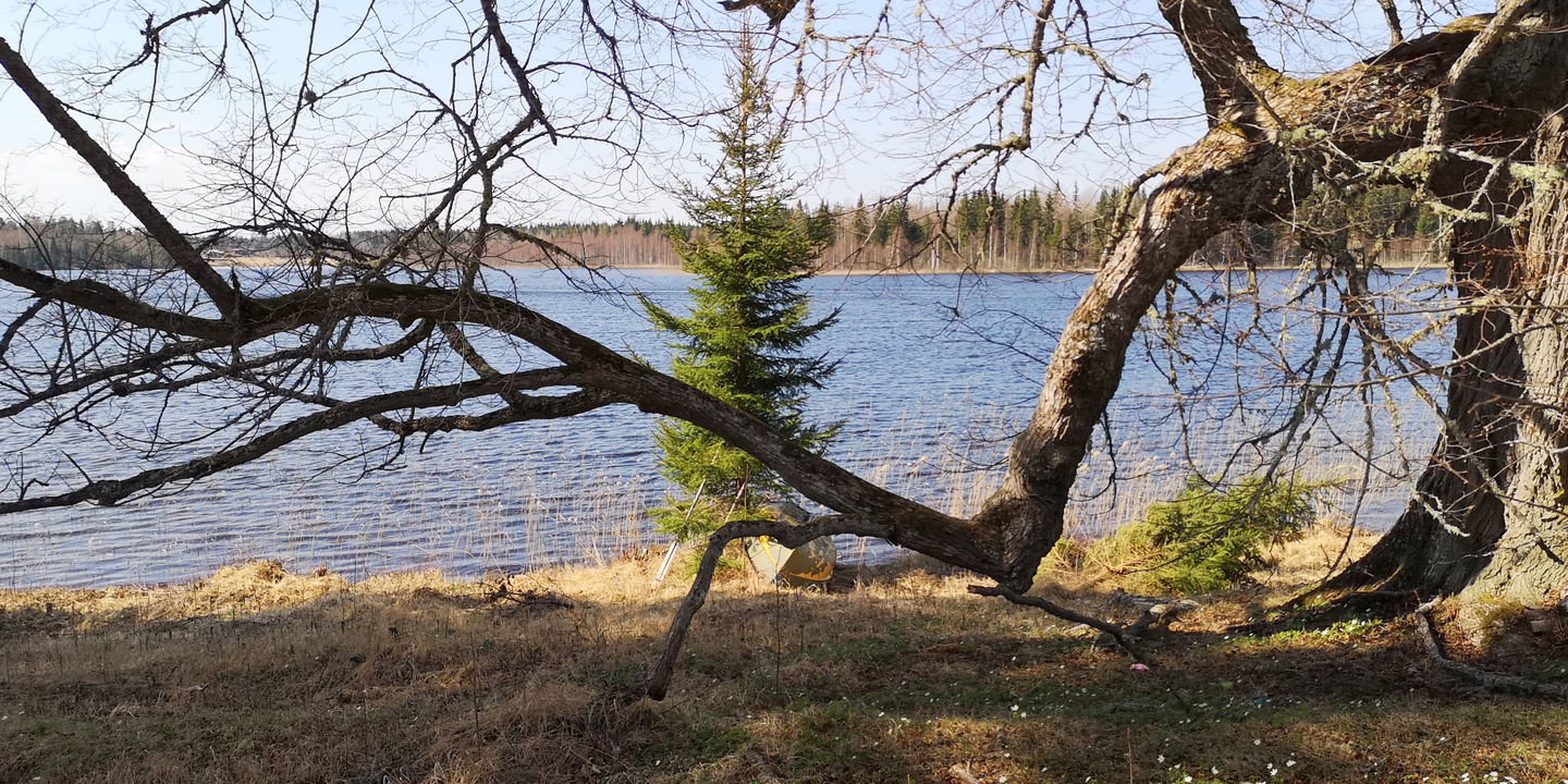 Vårdträdet Linden