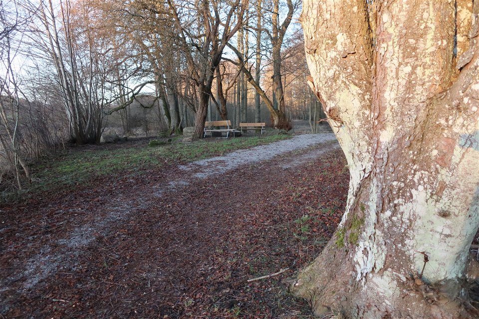 Många äldre träd finns längs slingan