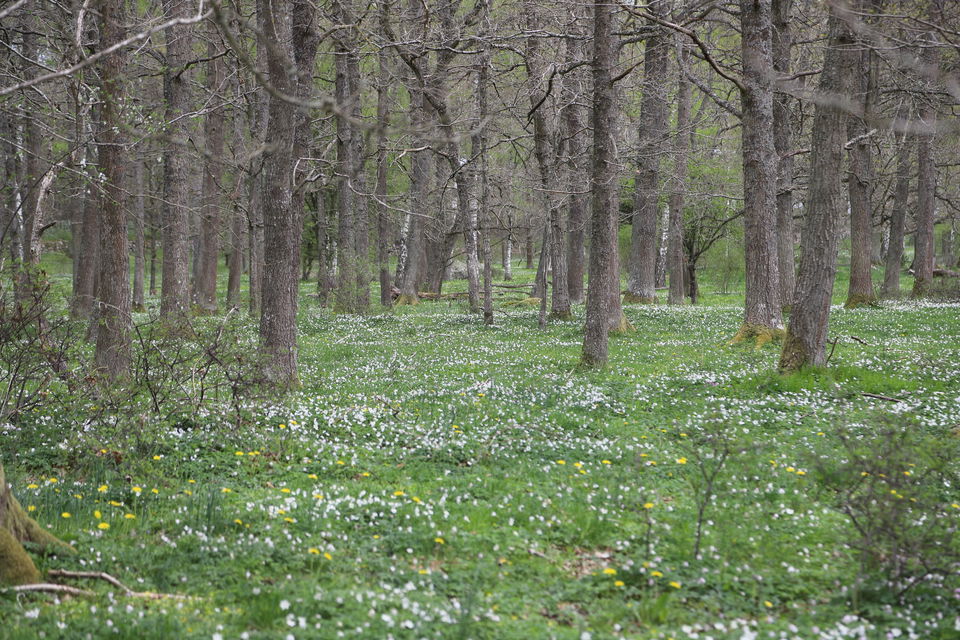 Hav av vitsippor i ekskog