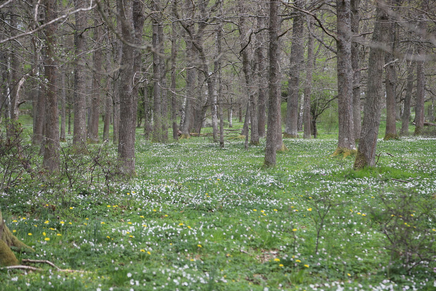 Hav av vitsippor i ekskog