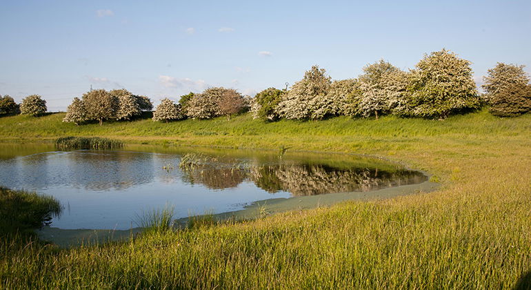 Våtmark.