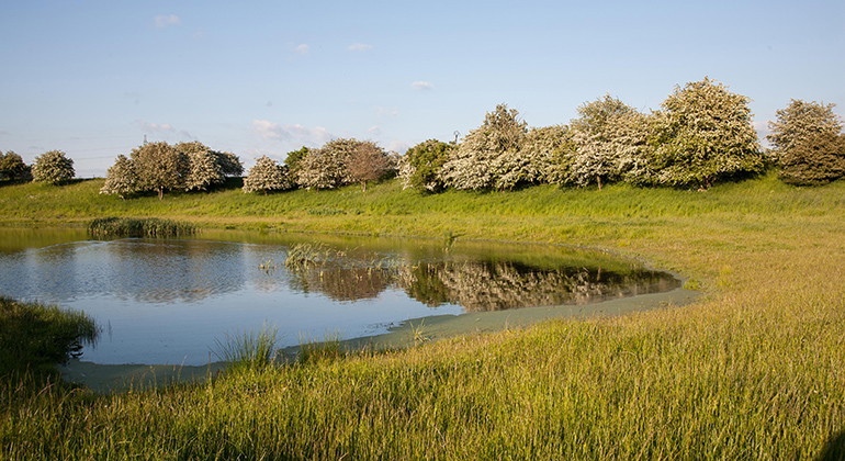 Våtmark.