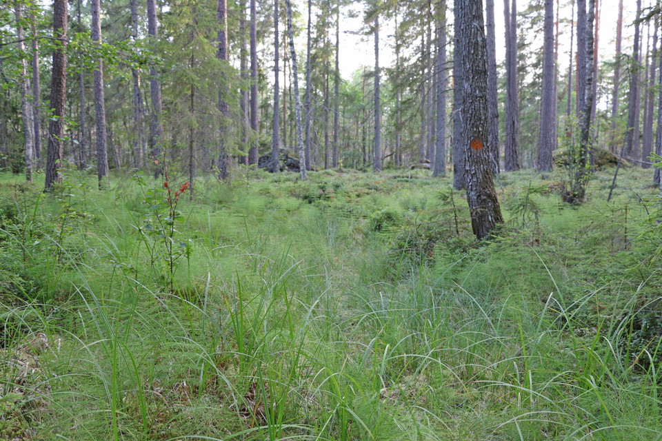 Myrmark längs leden.