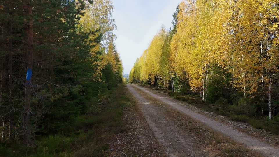 Leden korsar grusvägen