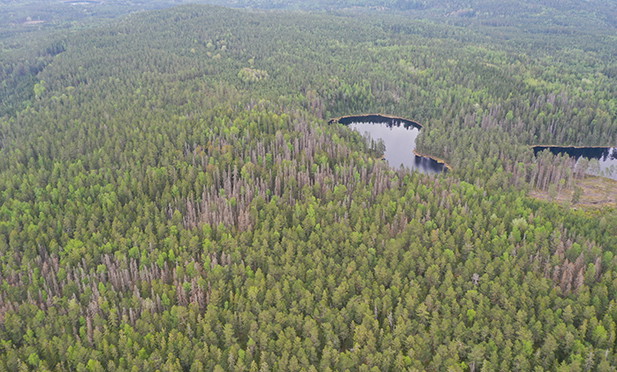 Milsvid utsikt över skogar och sjöar.