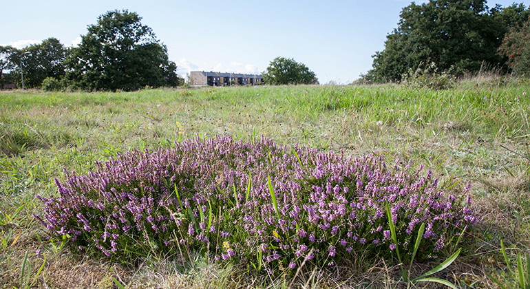 Blommande ljung.
