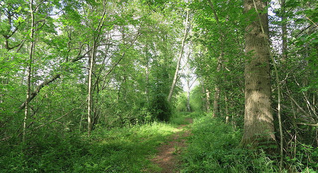 Allerums mosse, Naturreservat