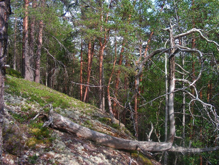 Hälltallskog i Nabbens naturreservat