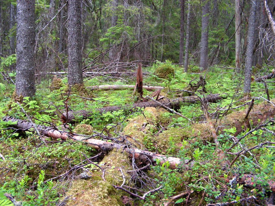 Granlågor på Sälgedalsberget