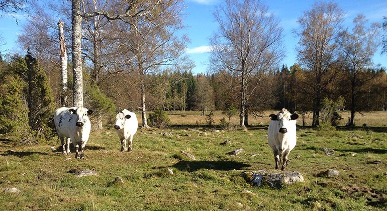 Kor på bete i Kortorp.