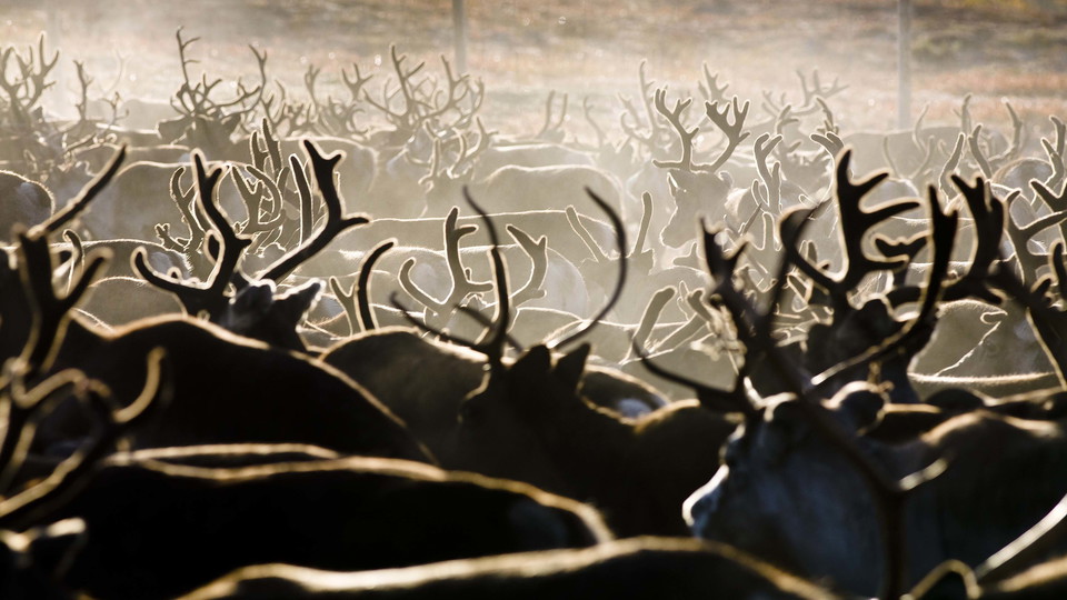 Reindeer husbandry and Sámi culture
