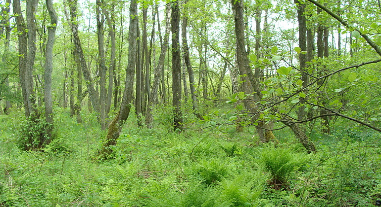 Sumpskog.
