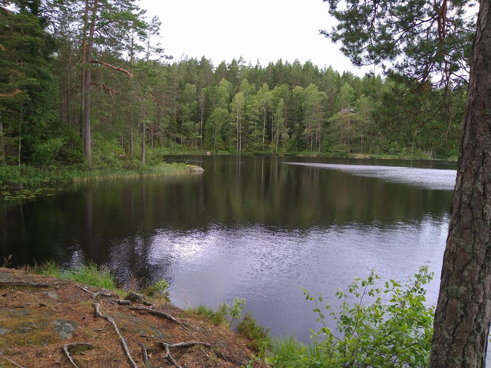 Sjö med skog runt