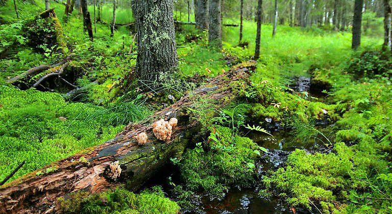 Den vackert vita koralltaggsvampen växer på rötade lågor i Långberget.