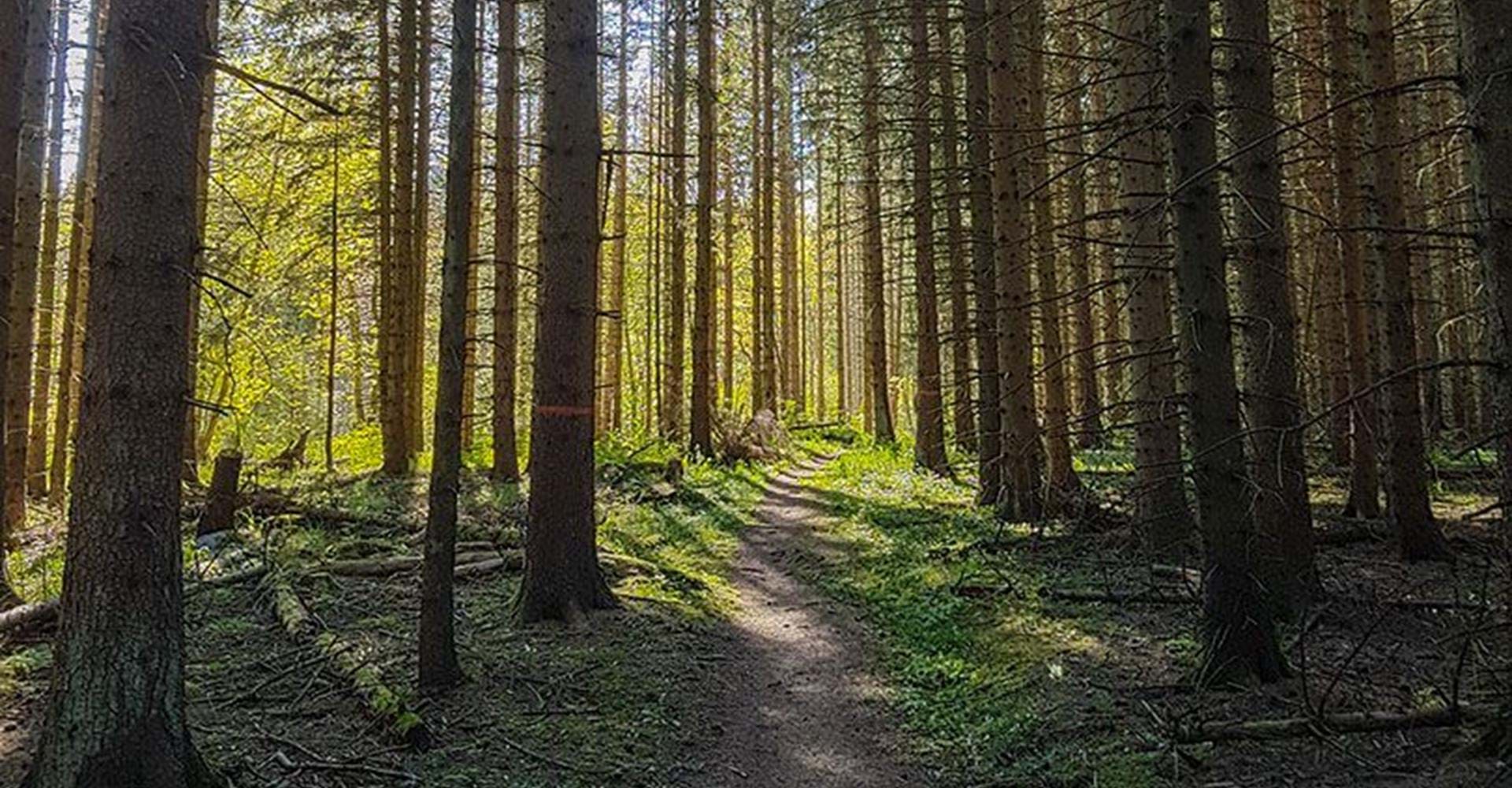 Leden följer en fin skogstig på Omberg.