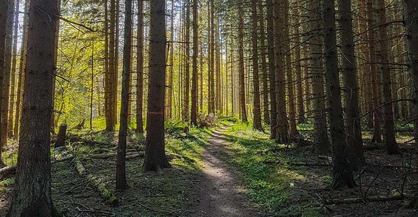 Skogsstig Omberg.
Etapp: Borghamn - Alvastra.
Ödeshög.