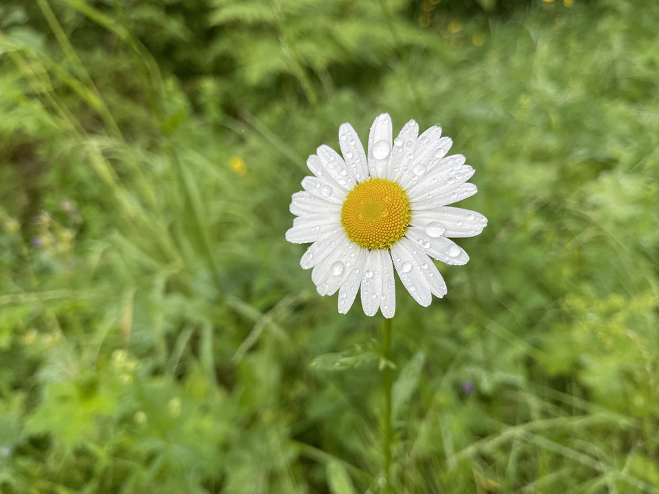 En vit flikig blomma med gul mitt. Kronbladen täcka av vattendroppar.